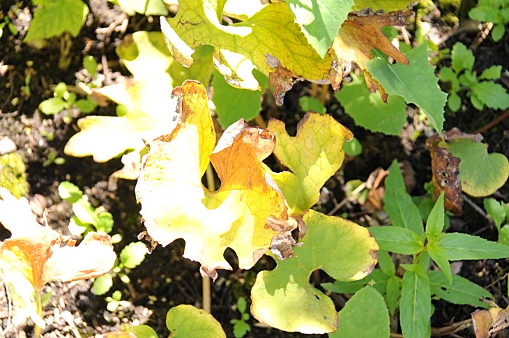 2016-7-25canadaherb 3622_01.JPG