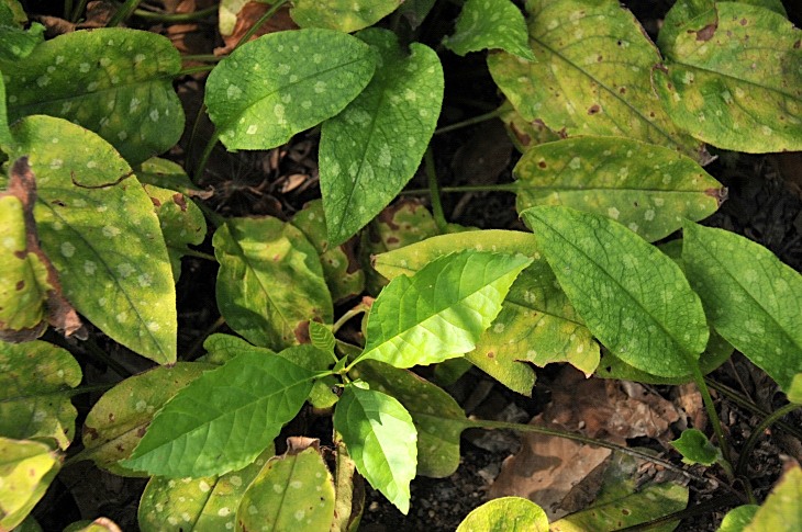 2016-7-25canadaherb 3894_01.JPG