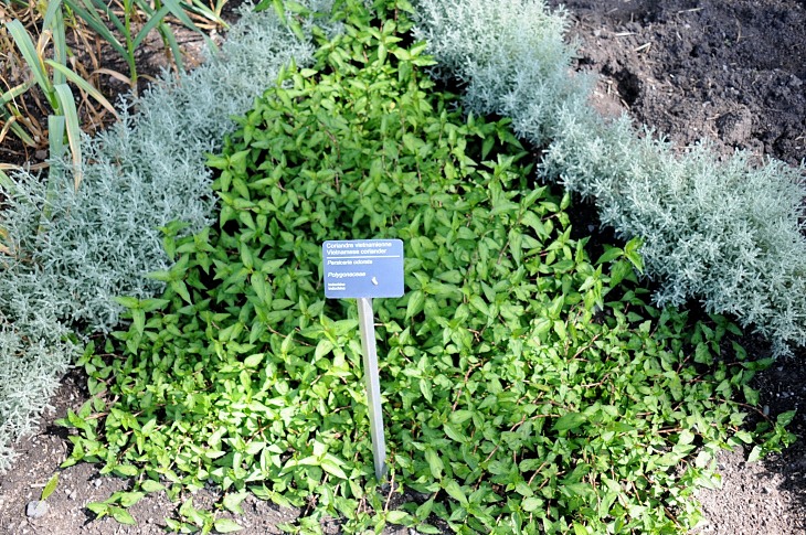 2016-7-25canadaherb 3151_01.JPG