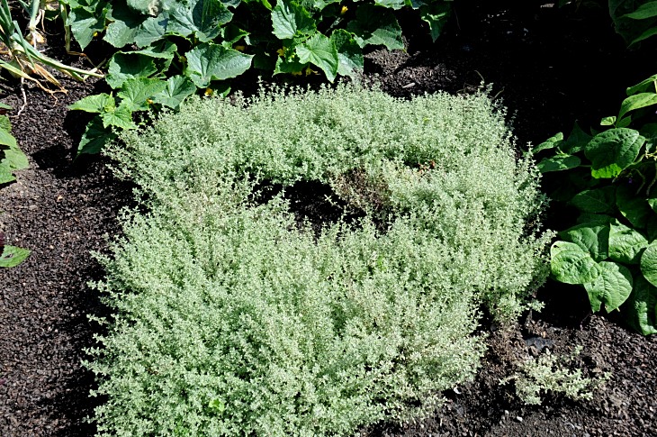 2016-7-25canadaherb 2978_01.JPG