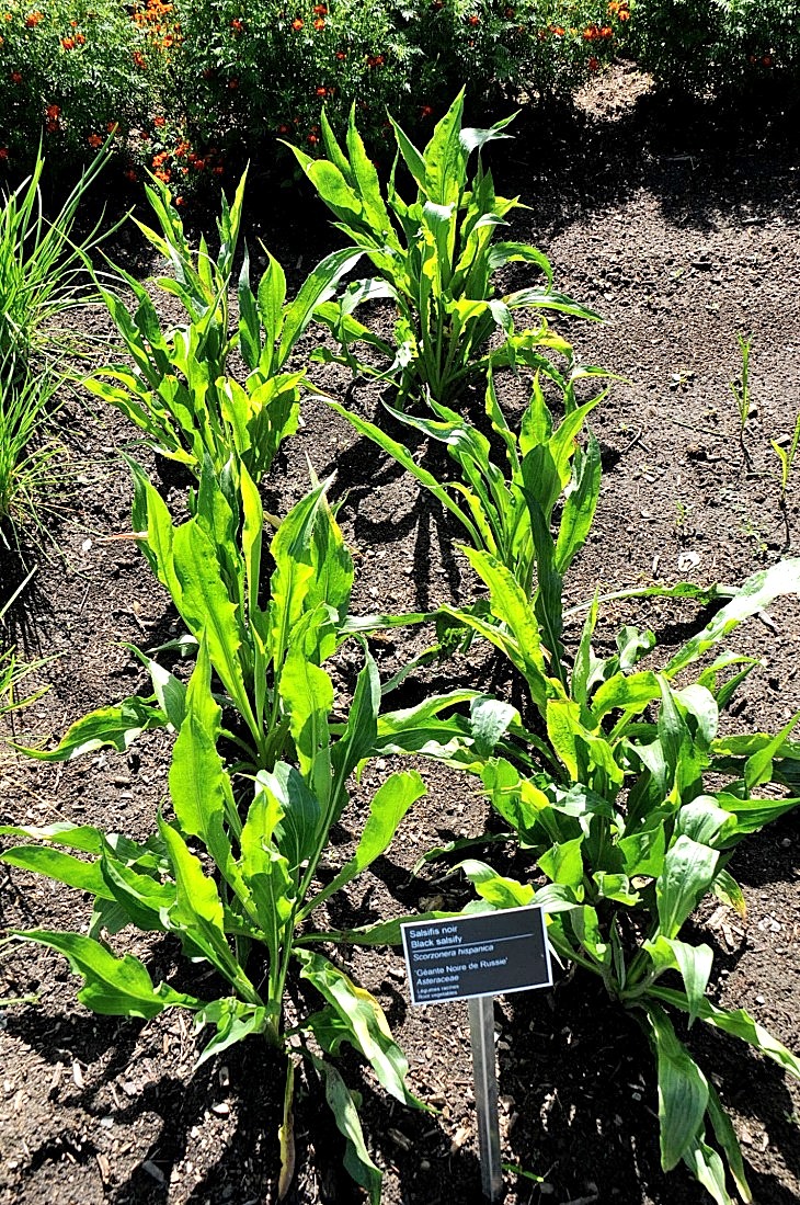 2016-7-25canadaherb 3213_01.JPG