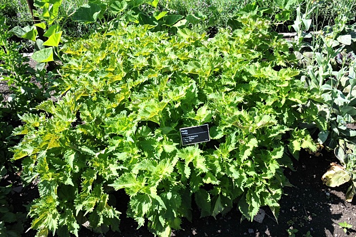 2016-7-25canadaherb 3298_01.JPG