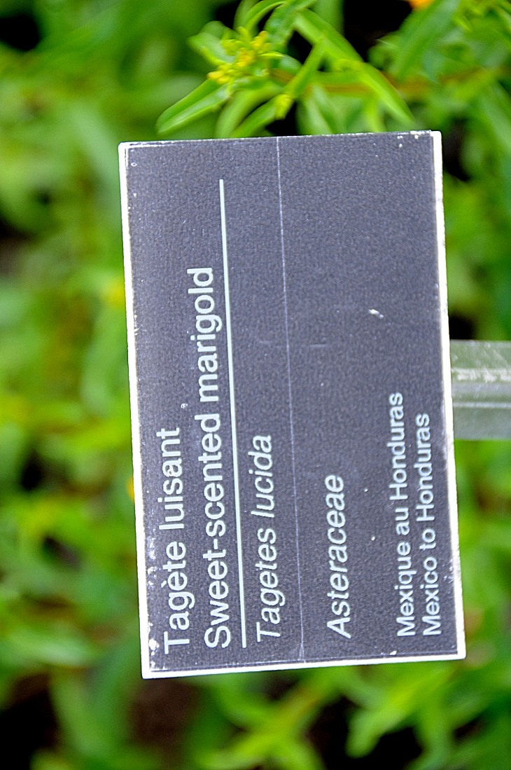 2016-7-25canadaherb 3136_01.JPG