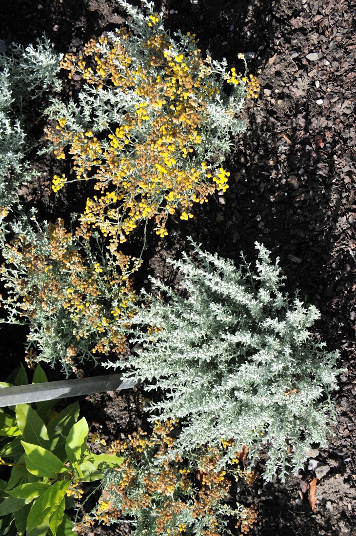 2016-7-25canadaherb 2955_01.JPG