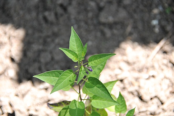 2016-7-25canadaherb 3956_01.JPG