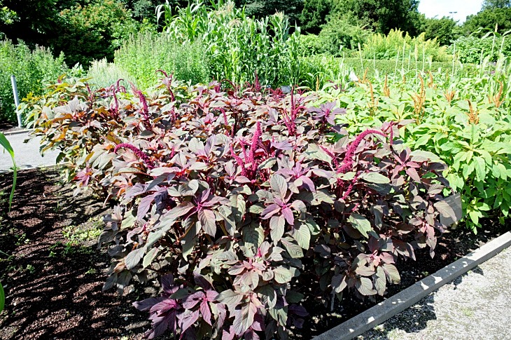 2016-7-25canadaherb 2987_01.JPG