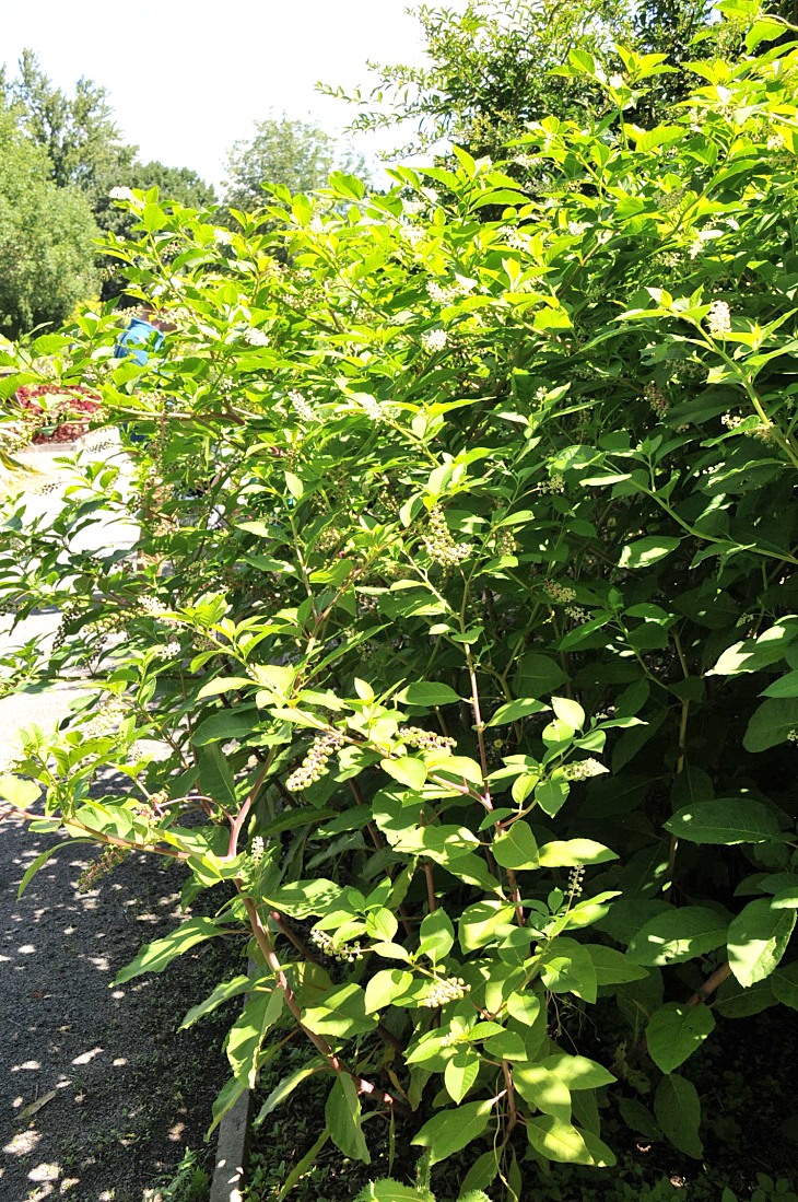 2016-7-25canadaherb 3633_01.JPG