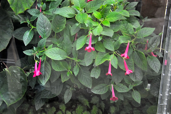 2016-7-25canadaherb 4299_01.JPG