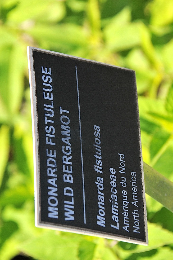 2016-7-25canadaherb 3379_01.JPG