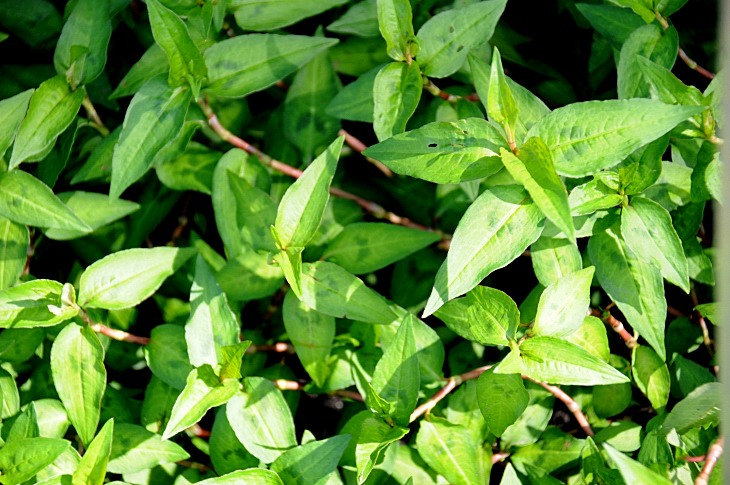 2016-7-25canadaherb 3152_01.JPG