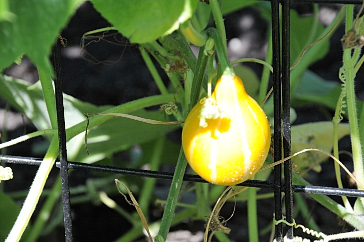 2016-7-25canadaherb 3515_01.JPG