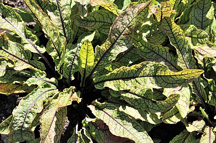 2016-7-25canadaherb 3440_01.JPG