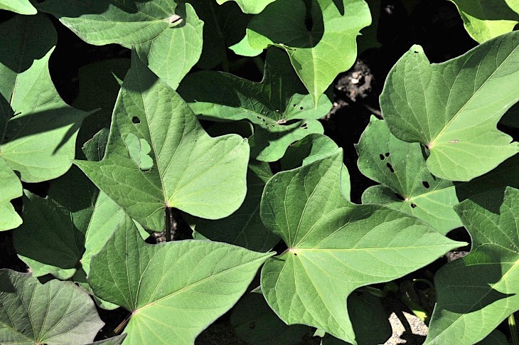 2016-7-25canadaherb 3664_01.JPG