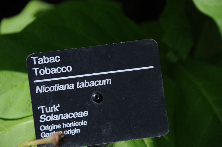 2016-7-25canadaherb 3024_01.JPG