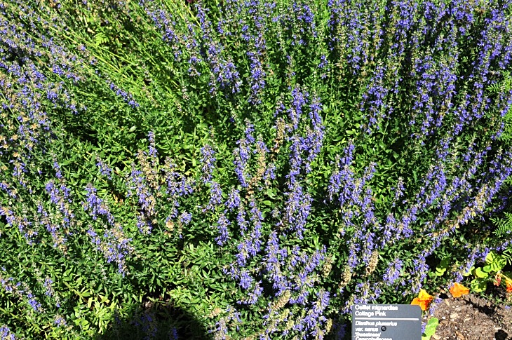 2016-7-25canadaherb 3195_01.JPG