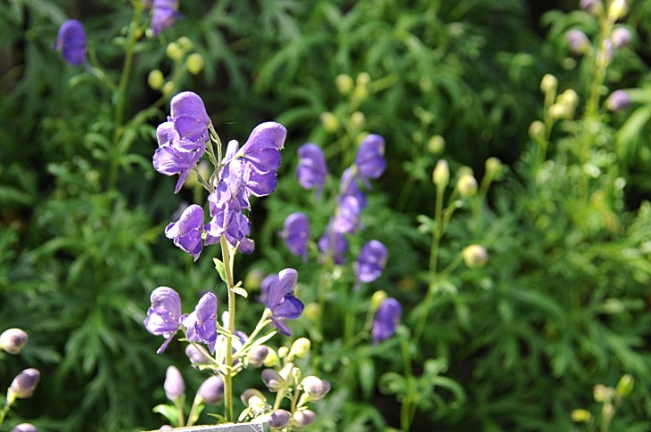 2016-7-25canadaherb 3855_01.JPG