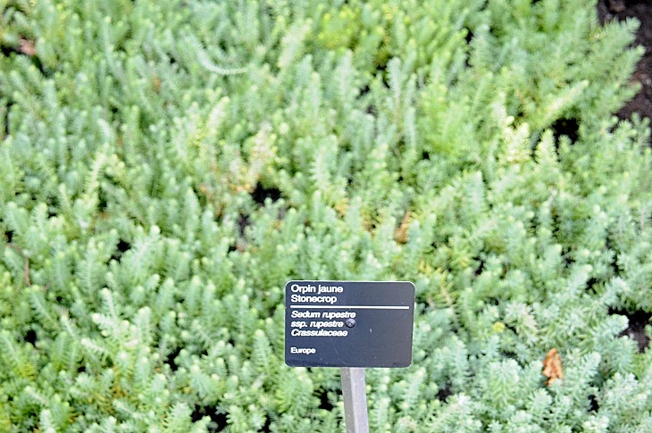 2016-7-25canadaherb 3427_01.JPG