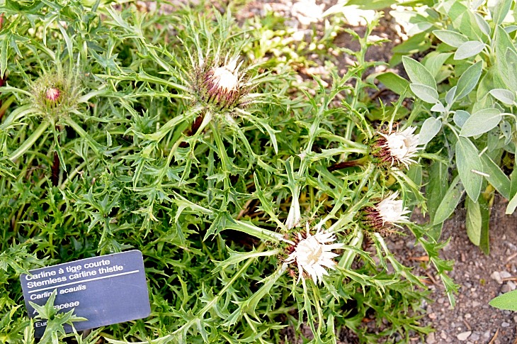 2016-7-25canadaherb 3962_01.JPG