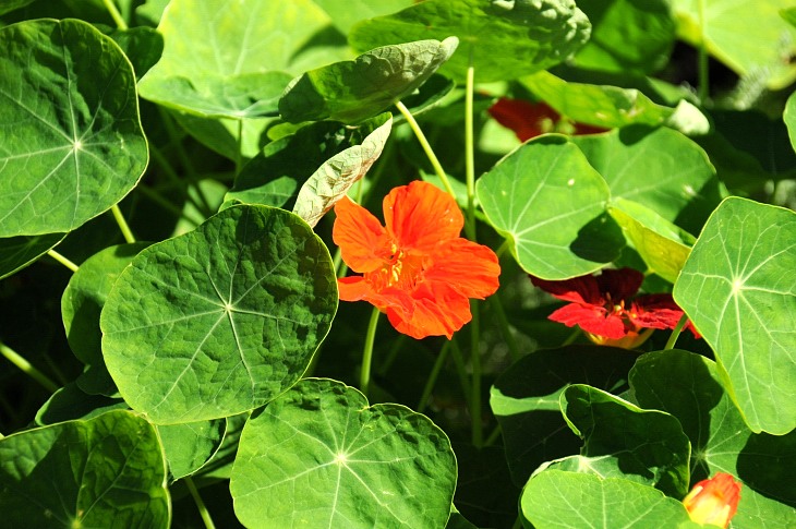 2016-7-25canadaherb 3105_01.JPG