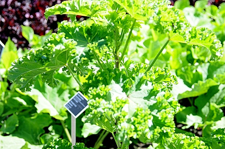 2016-7-25canadaherb 3327_01.JPG