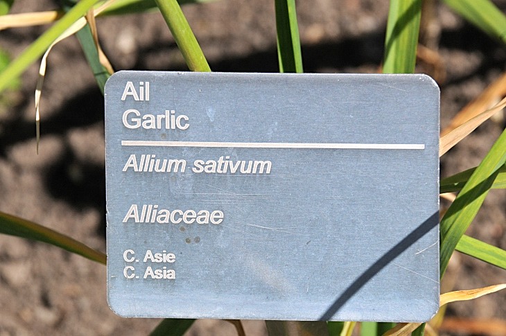 2016-7-25canadaherb 3969_01.JPG