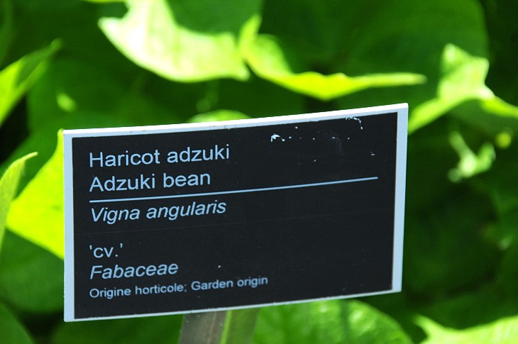 2016-7-25canadaherb 3320_01.JPG