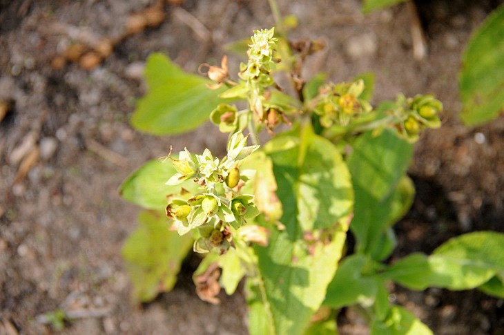2016-7-25canadaherb 3846_01.JPG