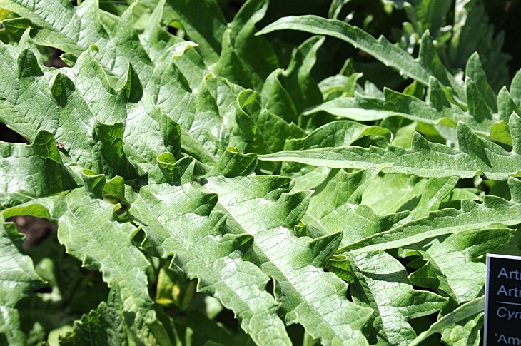 2016-7-25canadaherb 3223_01.JPG