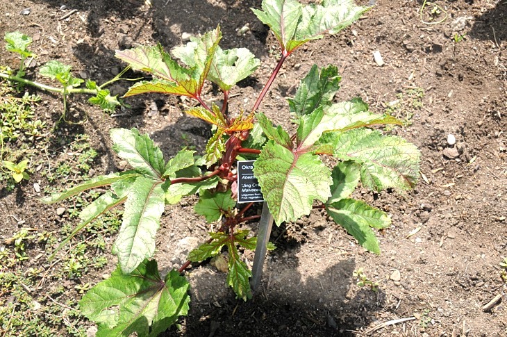 2016-7-25canadaherb 3188_01.JPG
