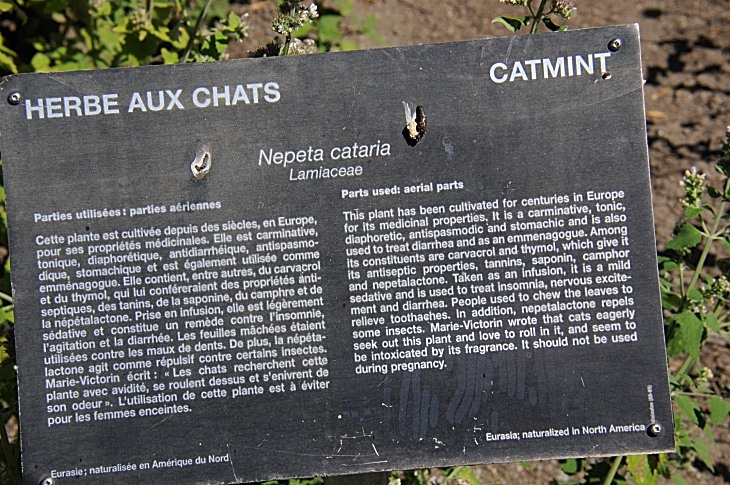 2016-7-25canadaherb 3785_01.JPG