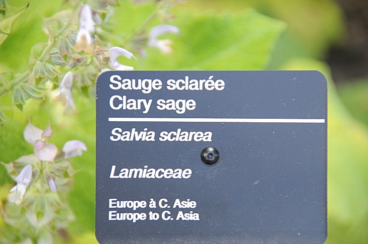 2016-7-25canadaherb 3923_01.JPG