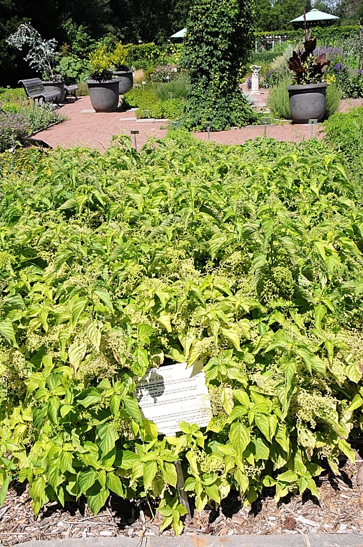 2016-7-25canadaherb 3626_01.JPG