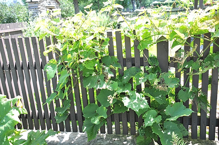 2016-7-25canadaherb 3812_01.JPG