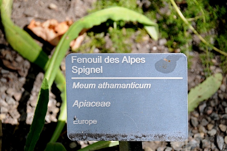 2016-7-25canadaherb 3963_01.JPG