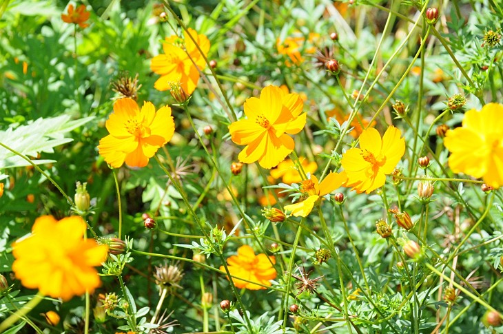 2016-7-25canadaherb 3537_01.JPG