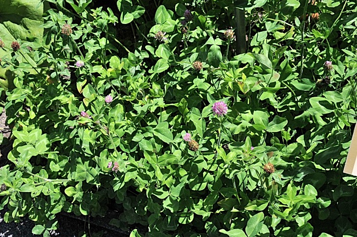 2016-7-25canadaherb 3815_01.JPG