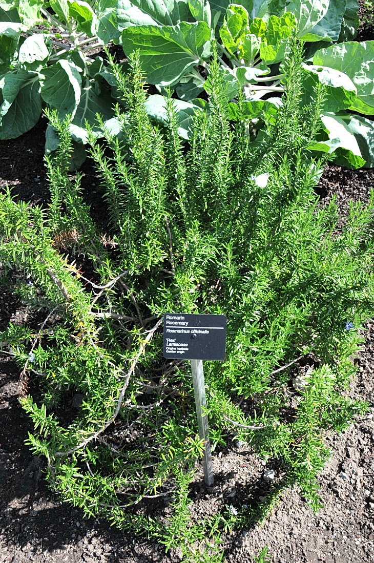 2016-7-25canadaherb 2973_01.JPG