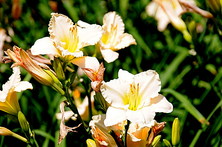 2016-7-25canadaherb 4131_01.JPG