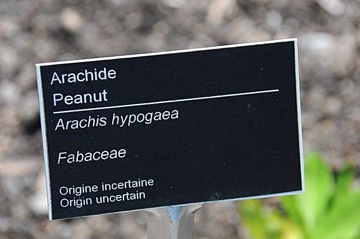 2016-7-25canadaherb 3480_01.JPG