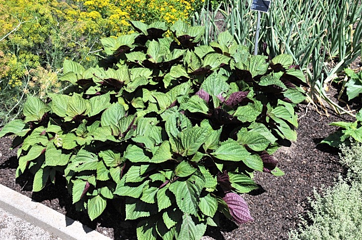 2016-7-25canadaherb 3710_01.JPG