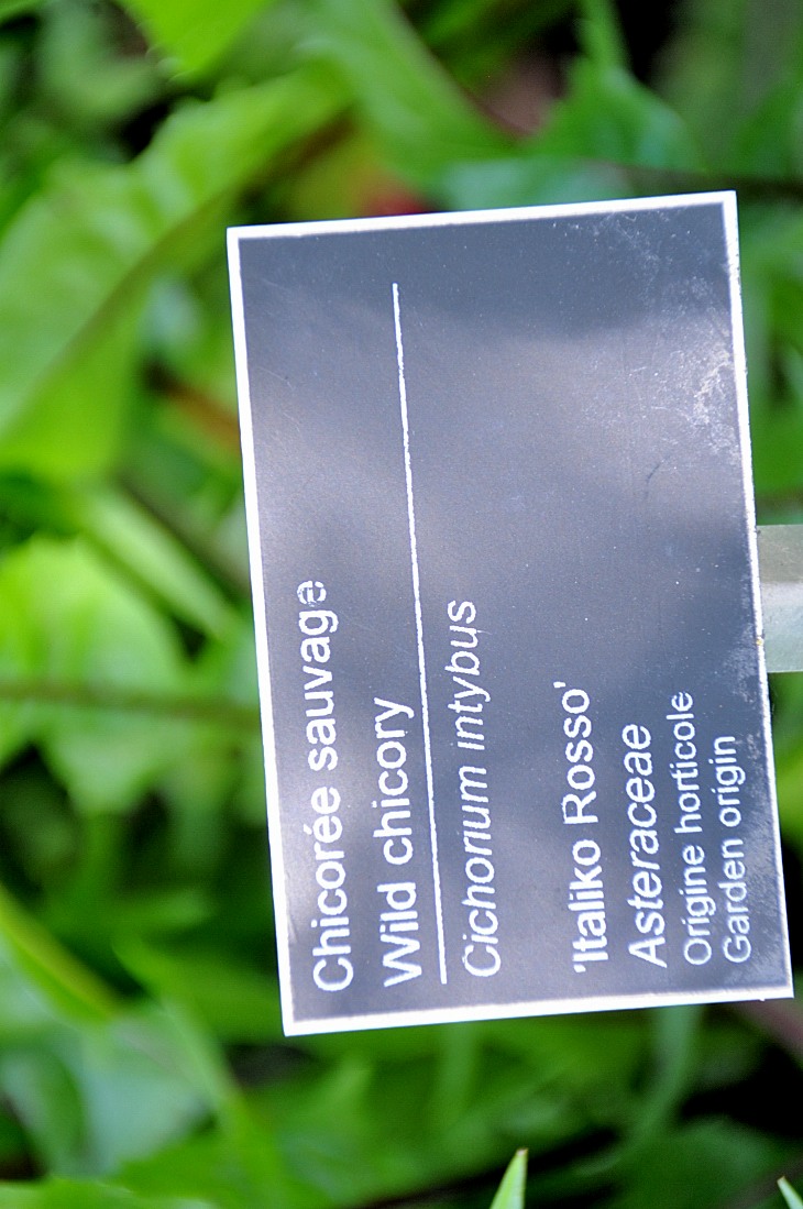 2016-7-25canadaherb 3416_01.JPG