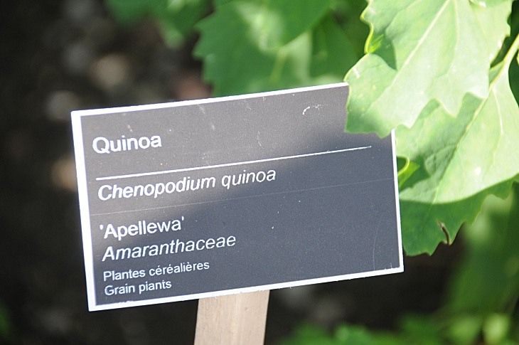 2016-7-25canadaherb 3002_01.JPG