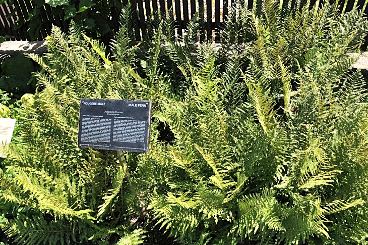 2016-7-25canadaherb 3818_01.JPG
