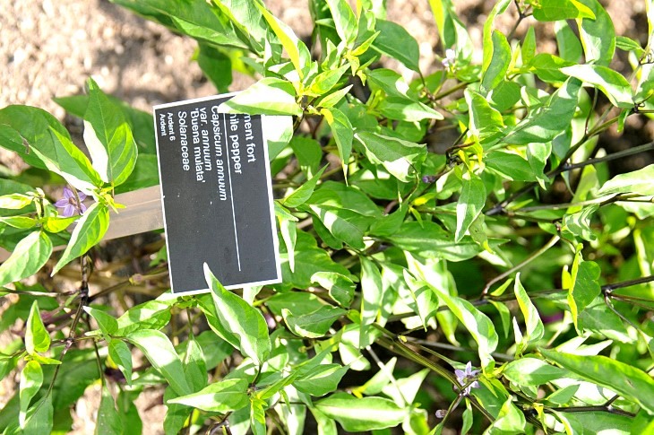2016-7-25canadaherb 3181_01.JPG