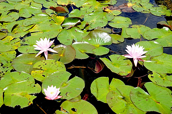 2016-7-25canadaherb 4227_01.JPG