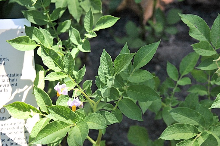 2016-7-25canadaherb 4050_01.JPG