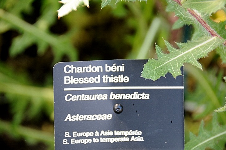 2016-7-25canadaherb 3928_01.JPG