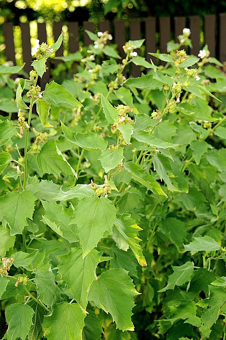 2016-7-25canadaherb 3905_01.JPG