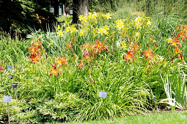 2016-7-25canadaherb 4137_01.JPG