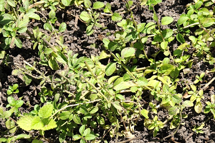 2016-7-25canadaherb 4038_01.JPG